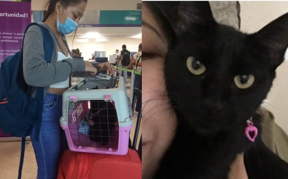 Mujer paga asiento de avión a su gatita; Viva Aerobús la manda a equipaje y la pierde