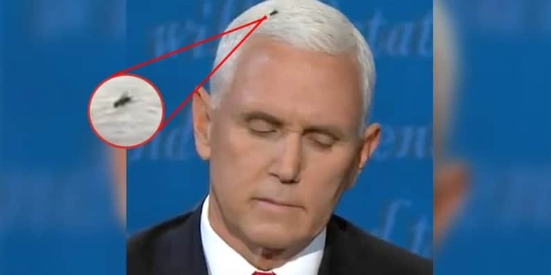 Mosca en el cabello de Mike Pence se roba el protagónico durante debate vicepresidencial