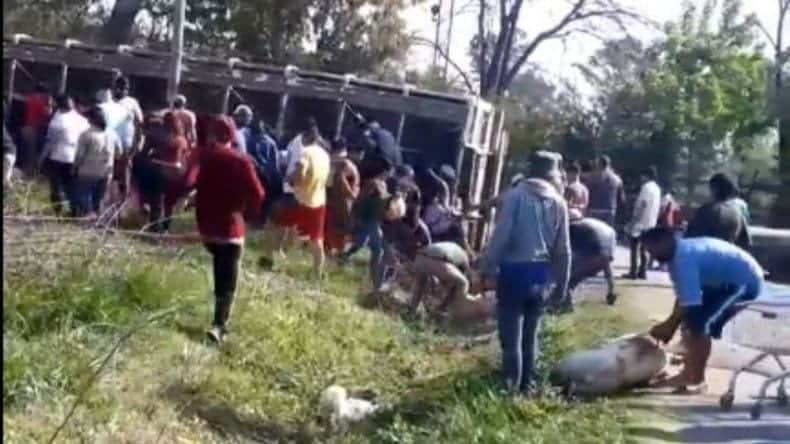 En plena calle vecinos degollan cerdos luego de que su camión volcara en Argentina