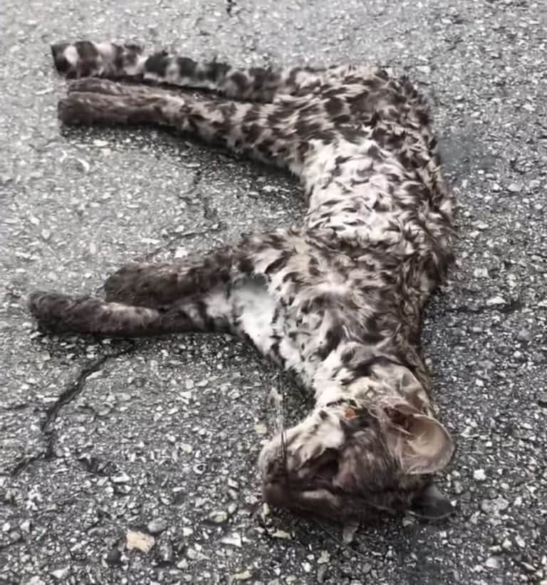 Ahora matan a un tigrillo tras atropellarlo en la carretera Cafetal-Mahahual