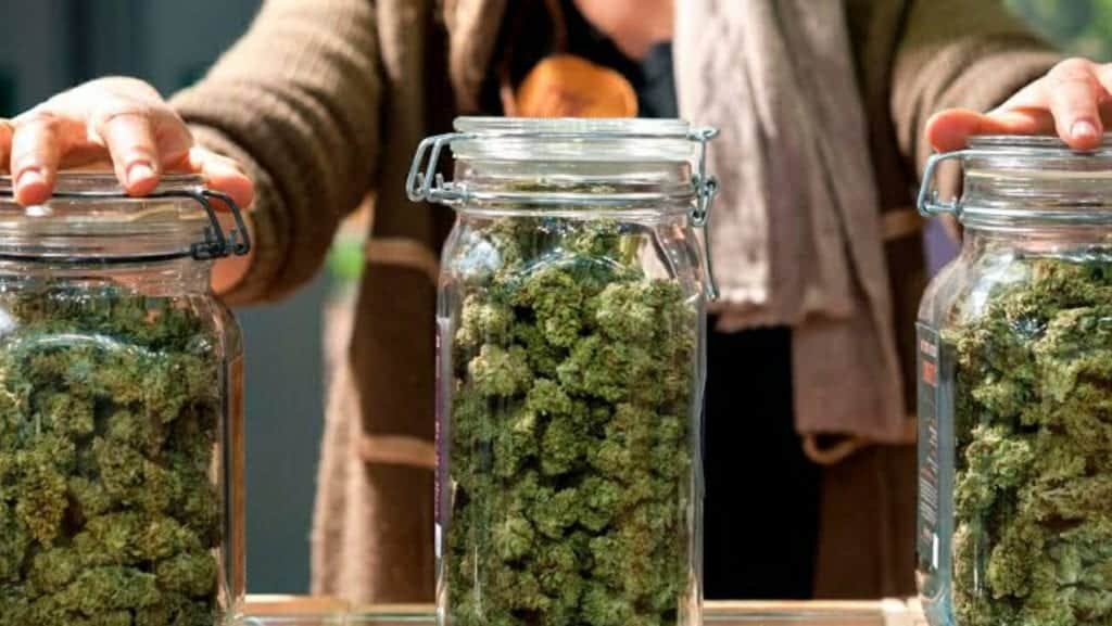 Empresa ofrecía 3 mil dólares al mes por catar marihuana; ya hay ganador