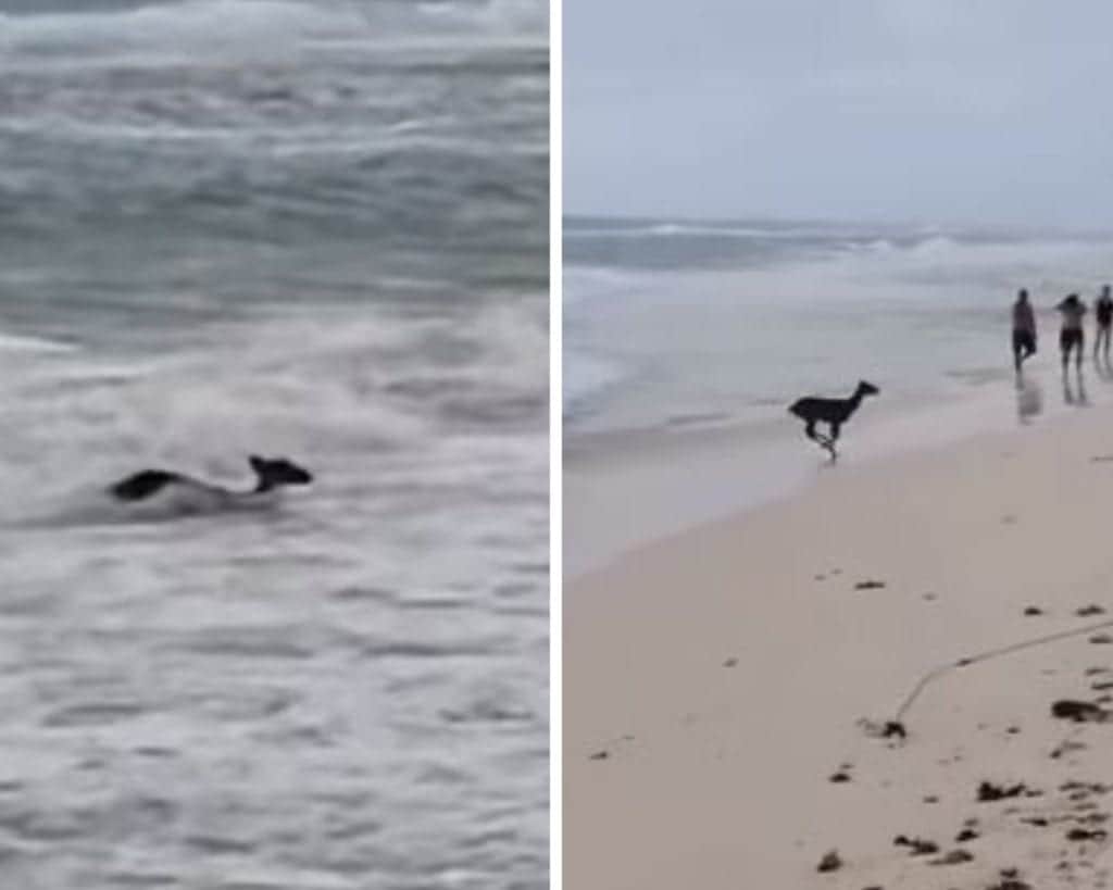 Video: captan a venado saliendo del mar en Playacar y se vuelve viral