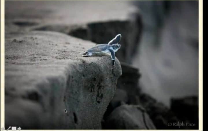 Revelan tortugas marinas salud del medio ambiente: expertos