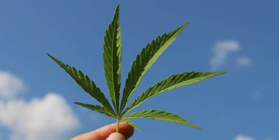 Usuarios de cannabis podrán portar hasta 200 gramos de esta hierba en México