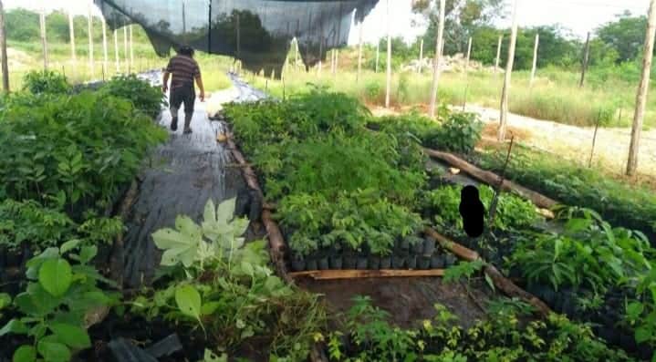 Se agudiza conflicto entre ejidatarios de FCP y titular del programa “Sembrando Vida”