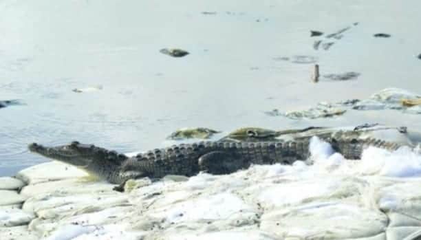 Captan a un cocodrilo nadando en un colchón en la laguna de Holbox