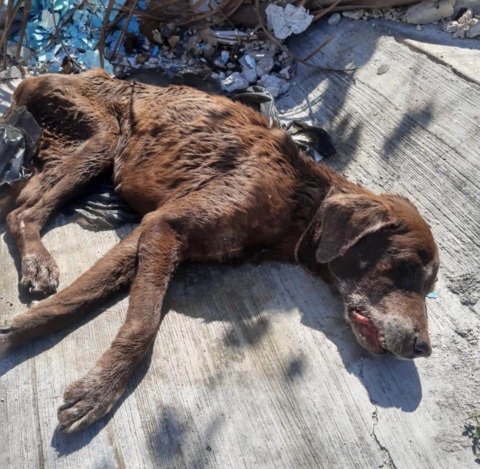 Más de 50 mil mascotas abandonadas por el Covid en Cancún