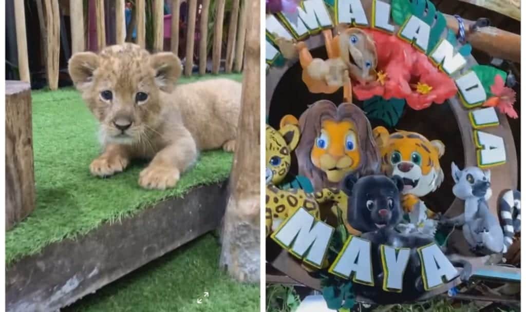 Siguen lucrando con animales exóticos en la Quinta Avenida