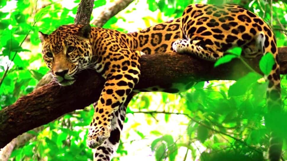 Conservación del jaguar se verá impulsada con diálogo mundial sobre grandes felinos