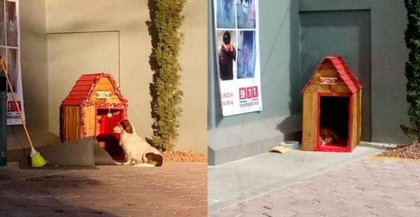 ¡Le hacen casita! Trabajadores de Oxxo adoptan al perro Migajón