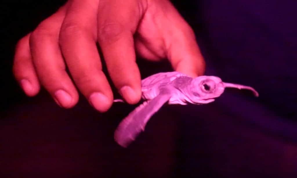 El 2020 también trajo sorpresas ¡Como un récord de anidación de tortugas marinas en Cancún!