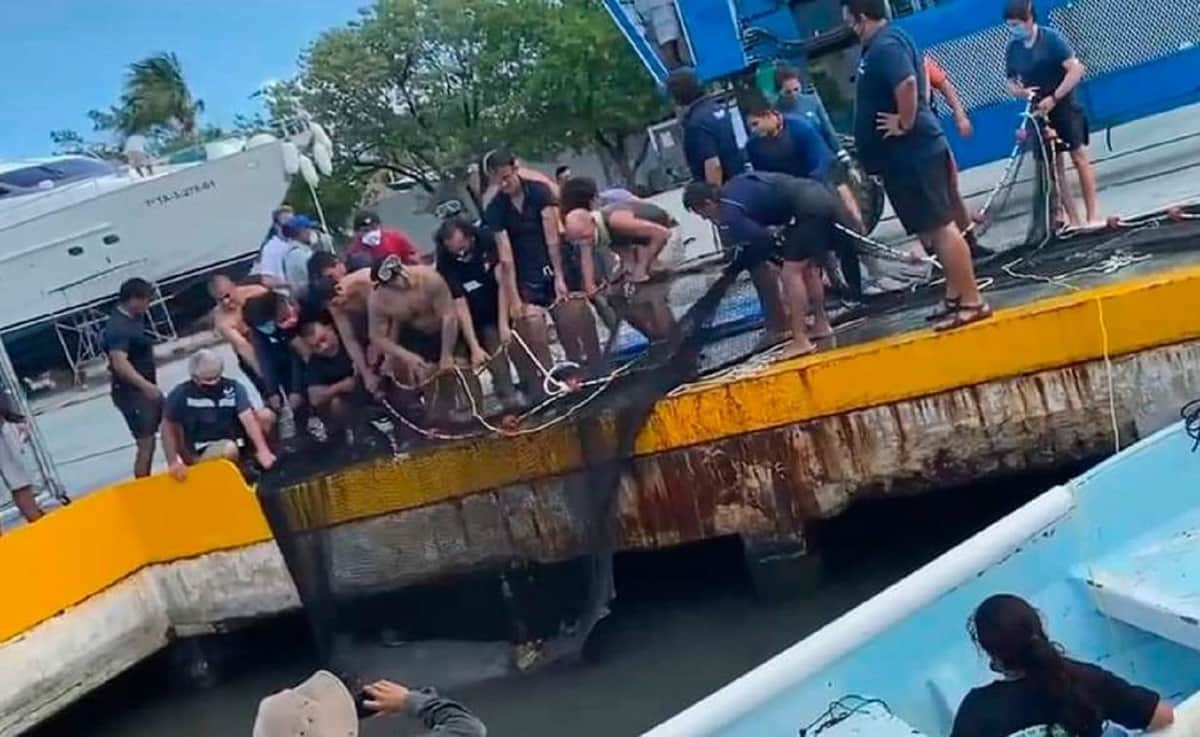 Denuncian salvaje captura de un manatí en Isla Mujeres