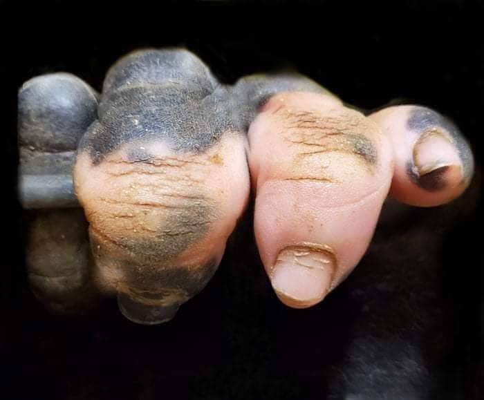 Conoce a esta gorila con una mano casi humana: tiene uñas en lugar de garras y asombrosa pigmentación