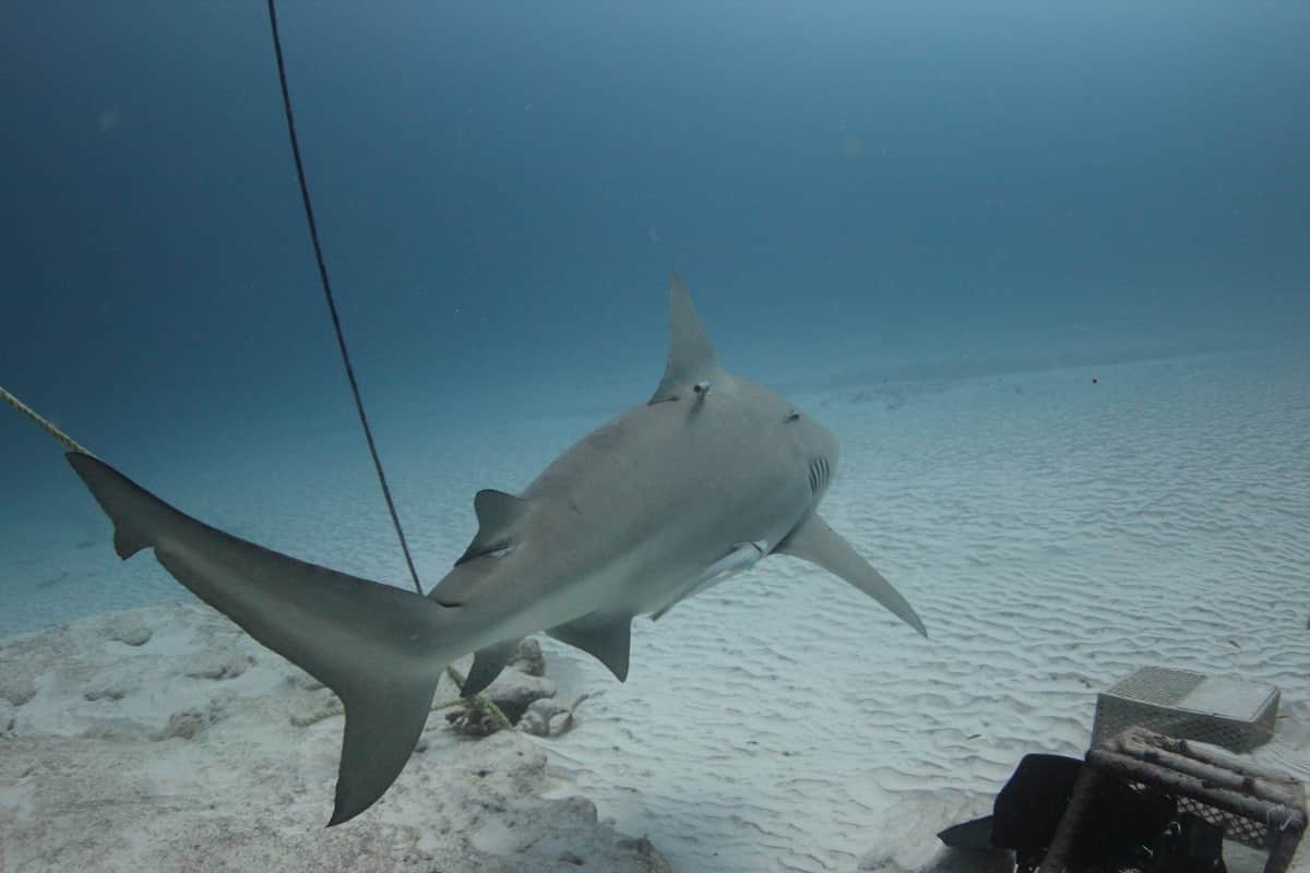 Adoptan a tiburón toro en Playa del Carmen; se llama Sejmet
