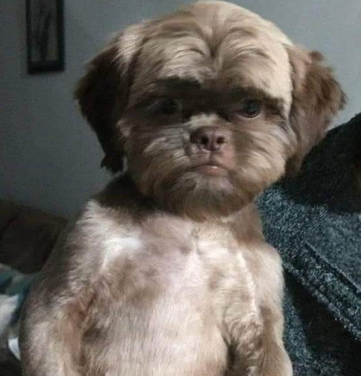 Perrito recibe un mal corte de pelo y se hace viral; lo comparan con un Eawok