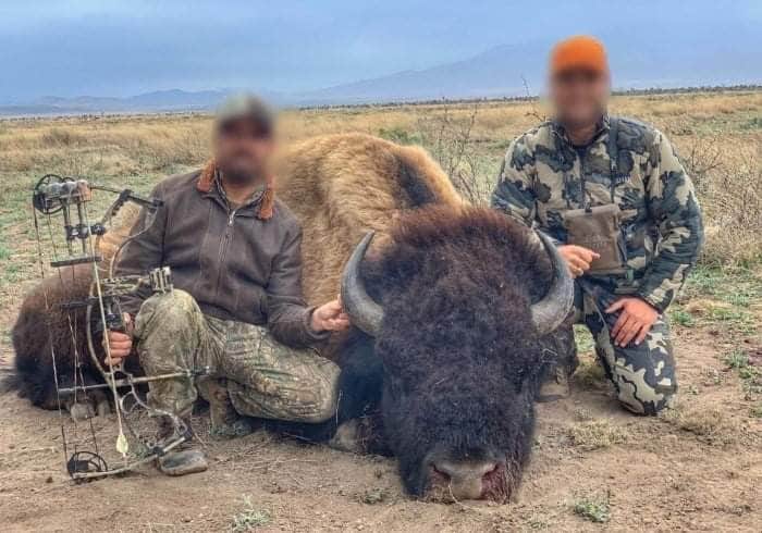 Apenas celebraba México regreso de bisontes a Coahuila y ya cazaron uno