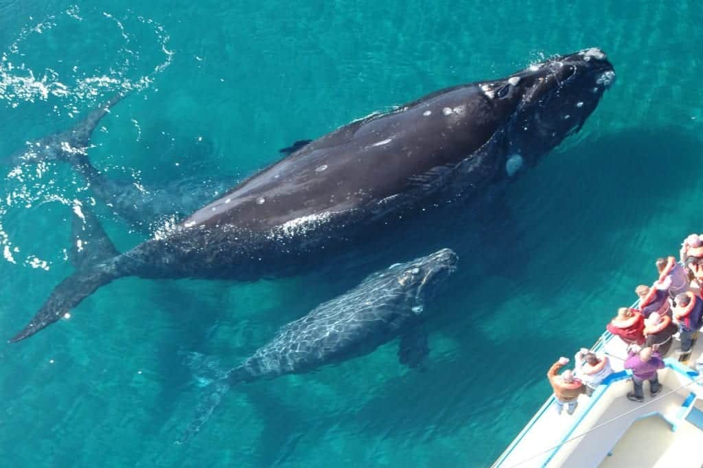 ¡Llega la ballena gris a México! En estos lugares podrás verla