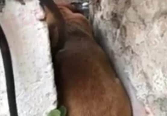 Jefes de la CFE, zona Mérida, presuntamente mandan a envenenar a animales callejeros