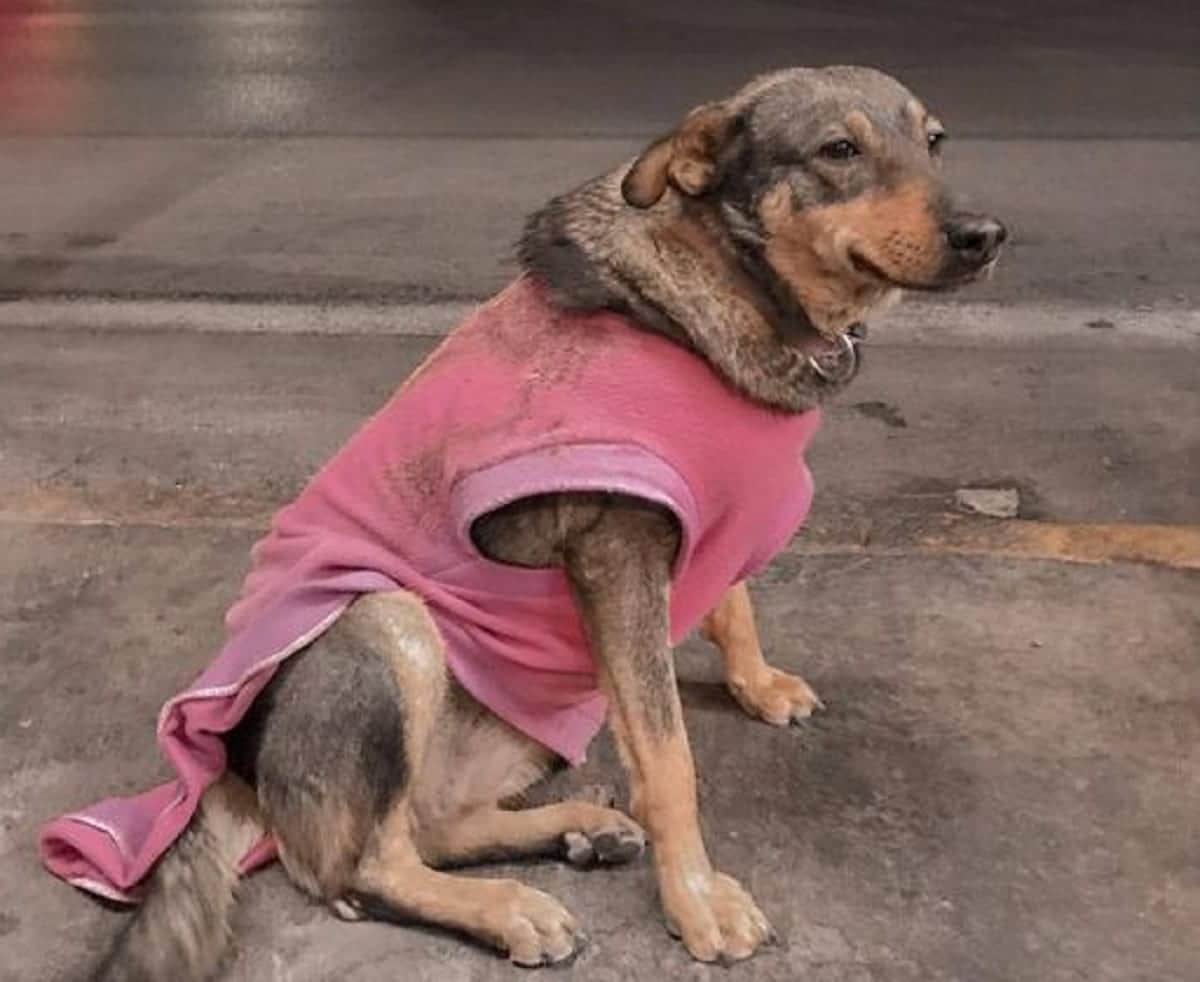 Taquería contrata a la perrita "Lola"; tiene hogar pero a ella le gusta trabajar