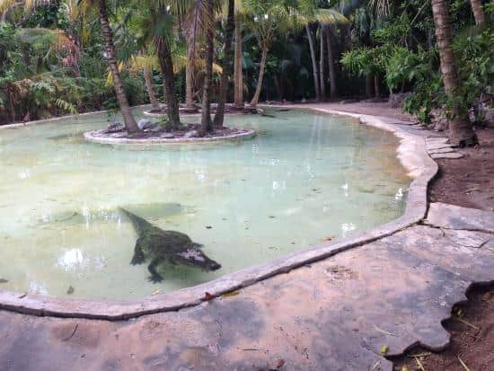 Despojan el zoo "Croco-Cun" y secuestran animales exóticos