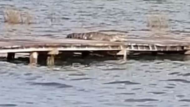 Video: Un cocodrilo causa pánico en el muelle de Bacalar