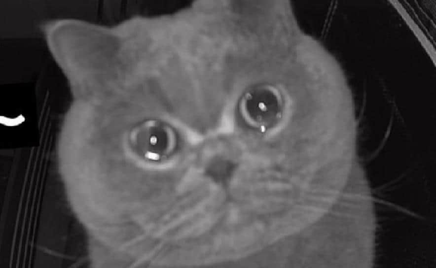 Video: Gatito se queda solo en su hogar; casi llora al escuchar la voz de su dueña