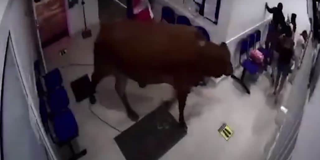 Video: Vaca ingresa a un hospital y causa destrozos, atacó a un paciente
