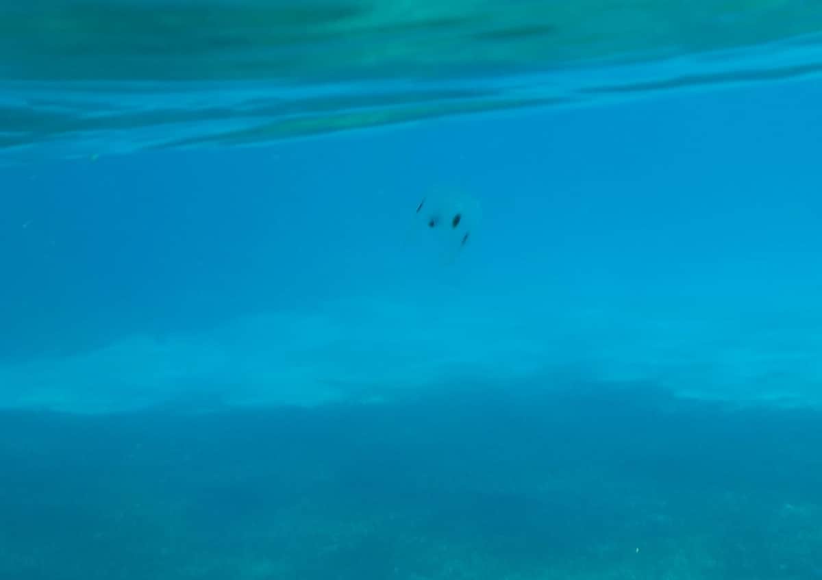Captan a medusa de peine en Cozumel ¿Es peligrosa?