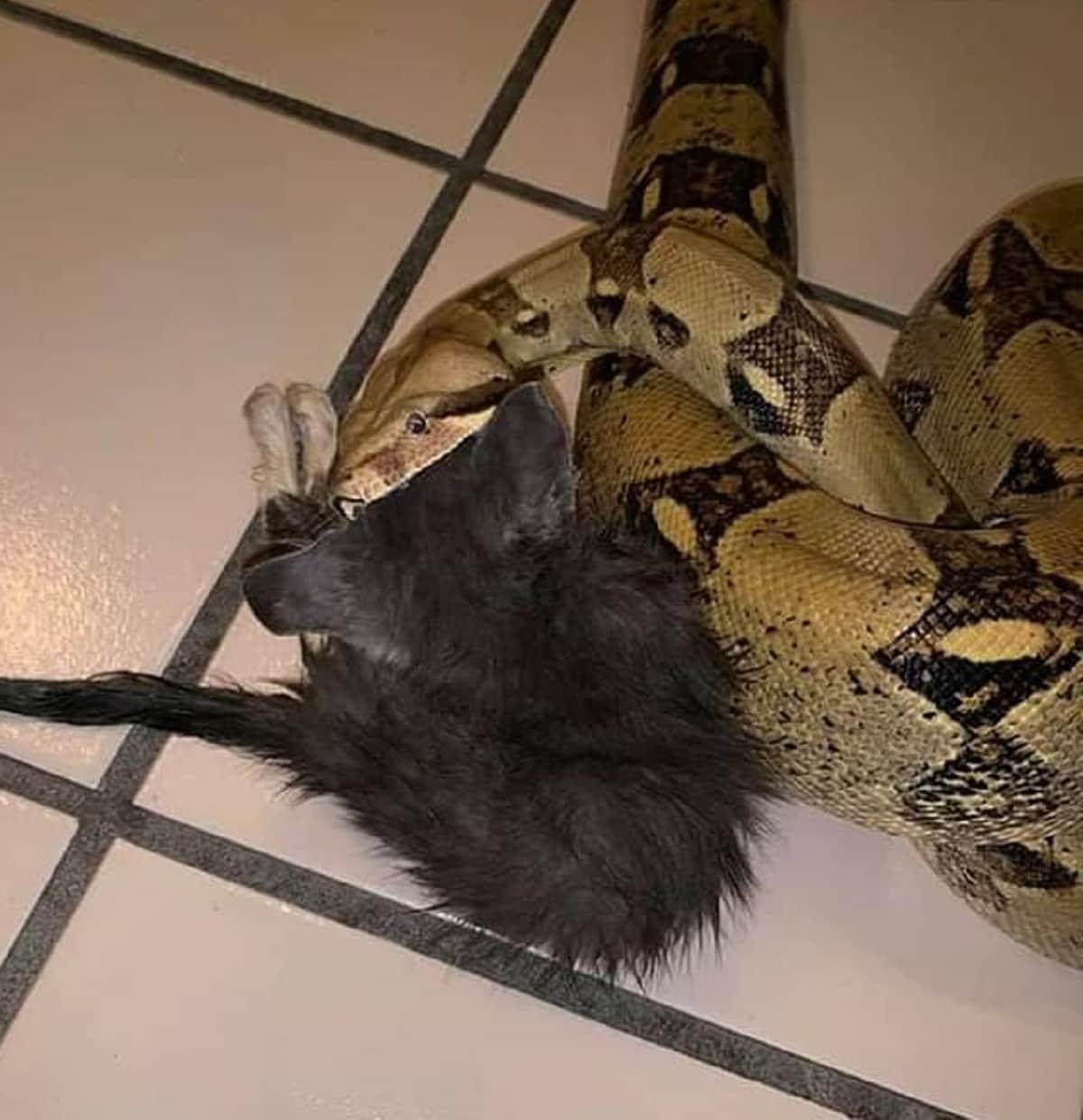 ¡Cuidado al dar animales en adopción! Playense da de comer un gato a su serpiente
