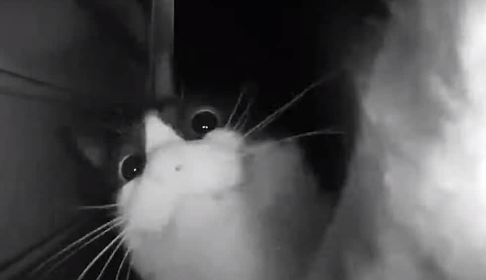 Video: Gatito usa el timbre para que le abran la puerta y se vuelve viral