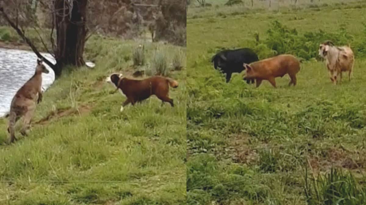 Video viral: Perro se pelea con canguro, mientras cabra intenta montar a dos cerdos