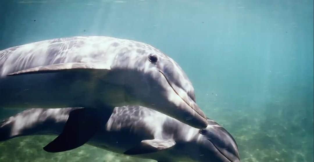 Delfinarios se defienden con campaña de animalistas en contra de la explotación de especies