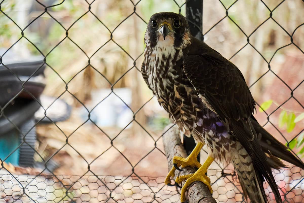 Continúa Subdirección de Ecología con la protección de fauna silvestre en Cozumel