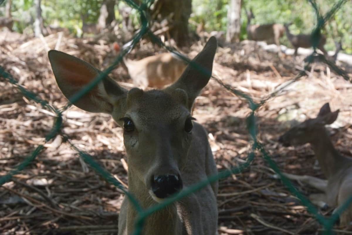 Niegan que se permita dar atención a los animales cautivos en Crococun en Puerto Morelos