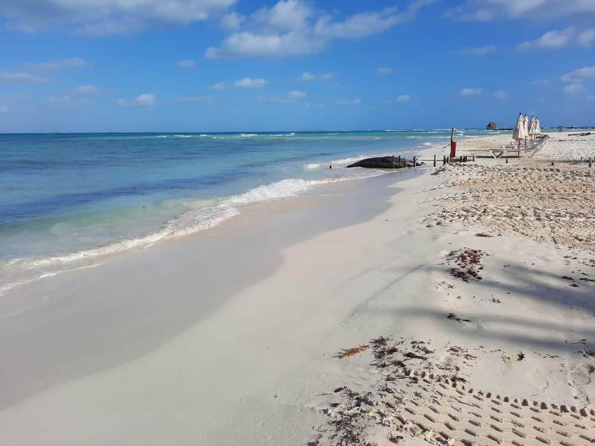 Intensifican limpieza de sargazo de playas en Isla Mujeres