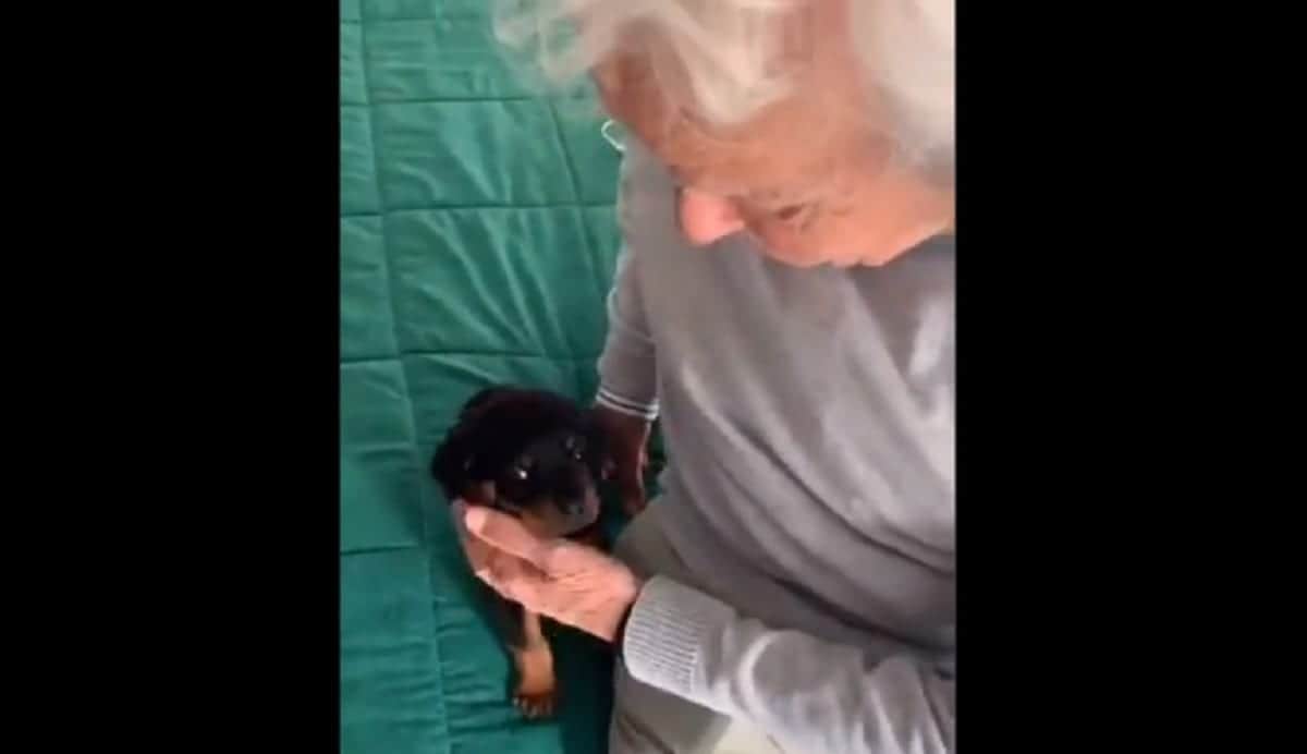 VIDEO: Abuelito de TikTok enternece a las redes sociales cuando le regalan un perrito