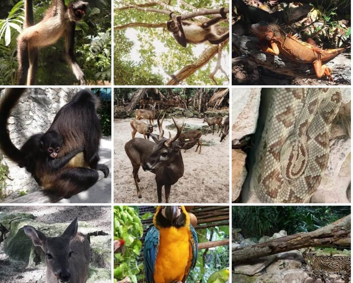 ¡Urge que coman! Avaricia por la tierra podría costar la vida de los animales de Crococun