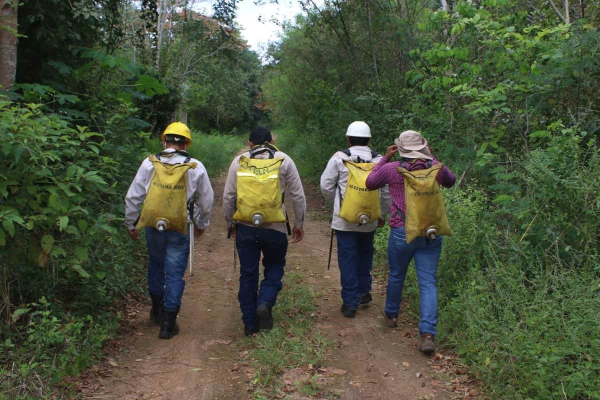 El riesgo de incendios forestales, alto en la Zona Norte, advierte la Conafor