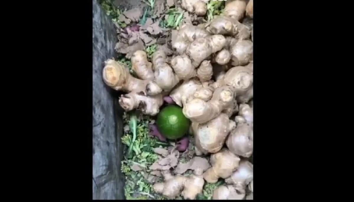 VIDEO EXCLUSIVO: ¡Foo! Exhiben a Chedraui, bebés ratones nacen entre las verduras
