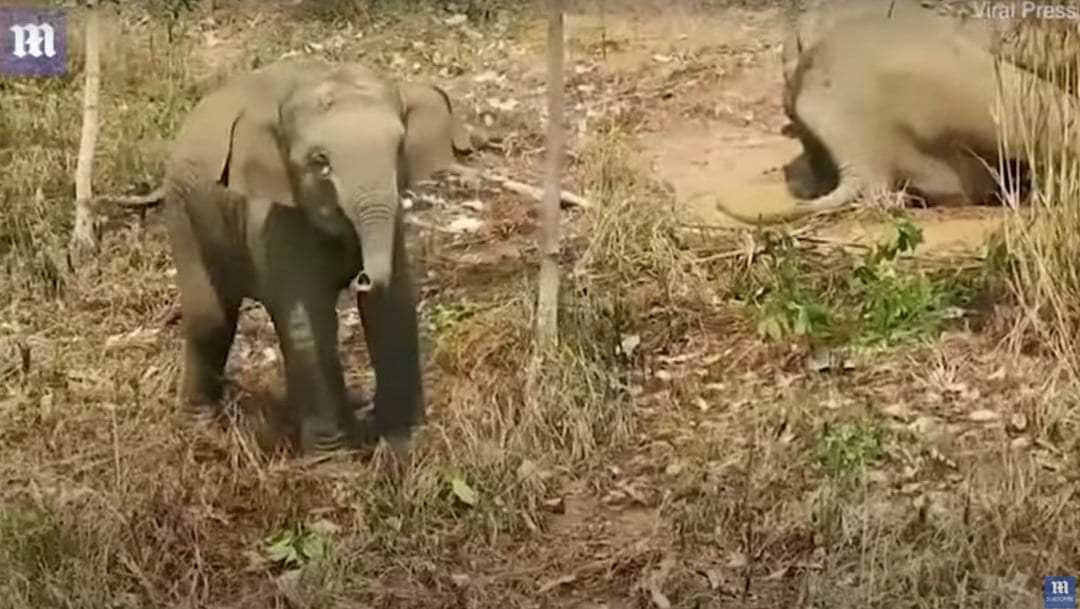 Video: Captan a bebé elefante proteger a su mamá herida