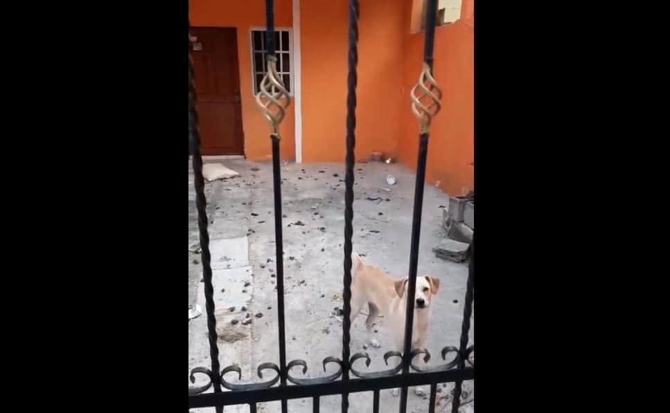 VIDEO: Dejan encerrada a perrita en casa abandonada de La Guadalupana