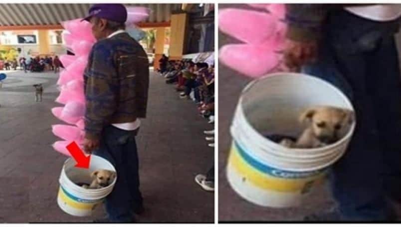 Abuelito y su pequeño cachorro trabajan vendiendo algodón de azúcar