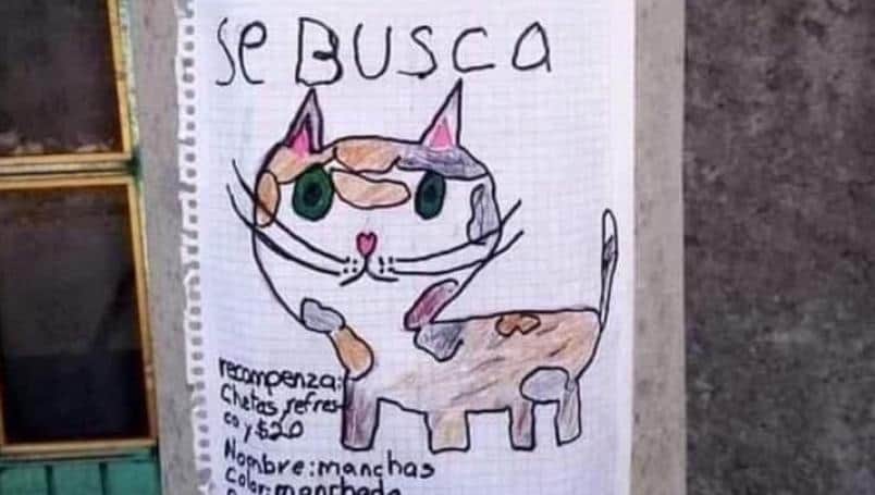 Niño busca a su gato perdido con dibujo; ofrece Cheetos y refresco como recompensa