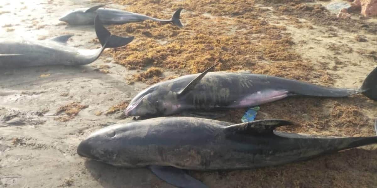 Aparecen muertos 60 delfines y otros peces en playas de Ghana, investigan las causas