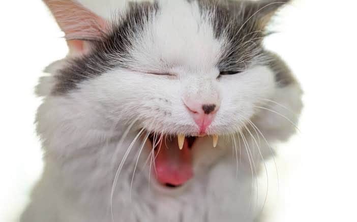 VIDEO: Gato se roba la dentadura de una anciana y se vuelve viral