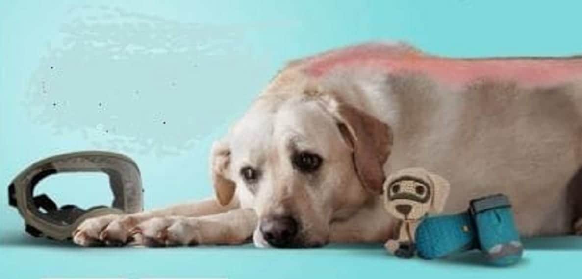 Urge apoyo para "Oliver", perro que salvó 9 vidas en el 19S; sufre mal degenerativo