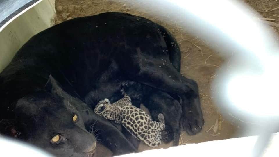 Nacen dos bebés jaguar en el Parque Tangamanga en San Luis Potosí