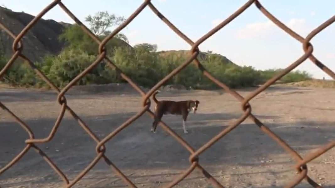 Él es 'Cuchufleto', el perrito que aún espera a uno de los mineros muertos en Coahuila