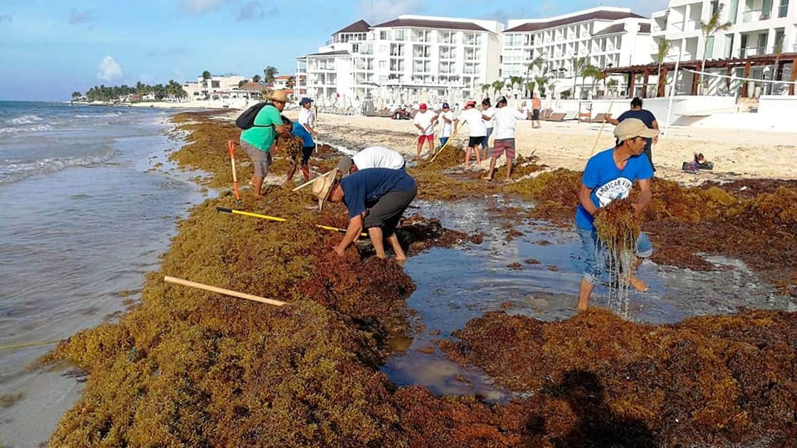 ¿Buscas empleo? Ofrecen en Tulum trabajo temporal para ayudar a limpiar sargazo