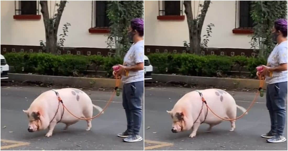 Video: Captan a mujer paseando a un cerdo en calles de la Cdmx